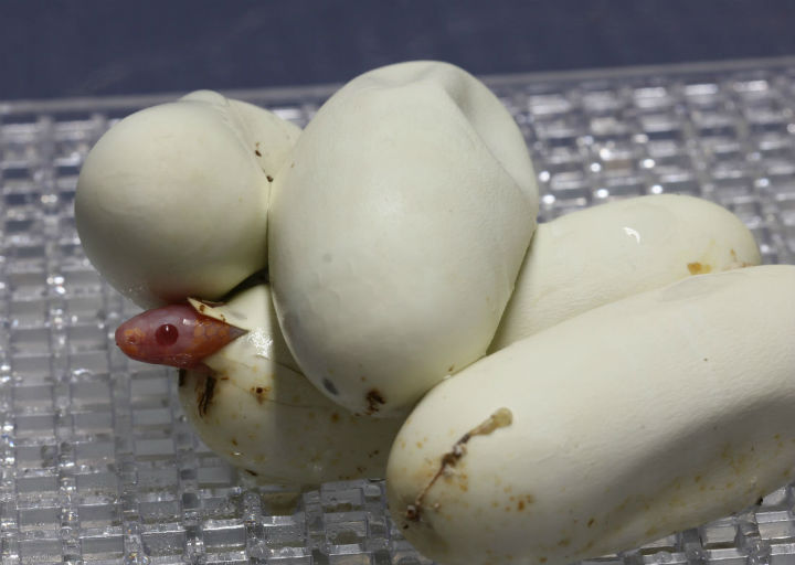 Albino Honduran Milk Snake